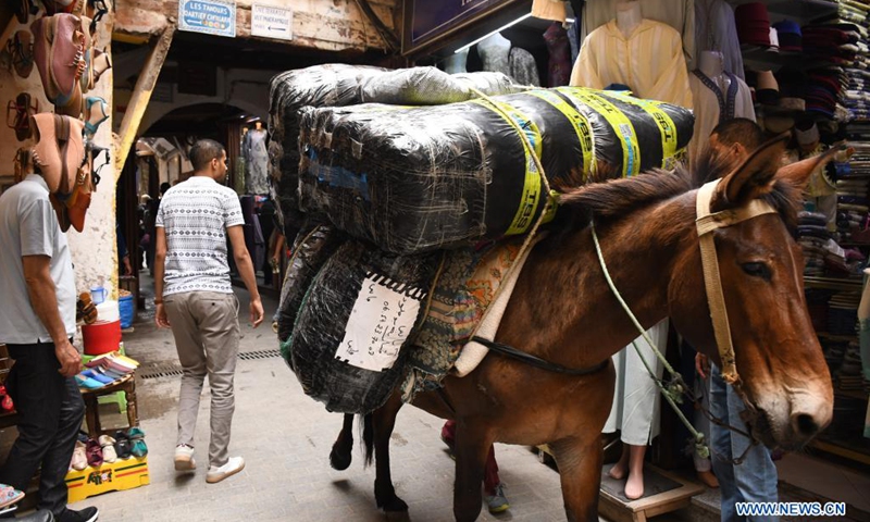 A mule transports goods in the old city of Fez, Morocco, May 31, 2021. Donkeys and mule are still used to transport goods in the old city of Fez, where narrow alleys prevent vehicles from passing.(Photo: Xinhua)