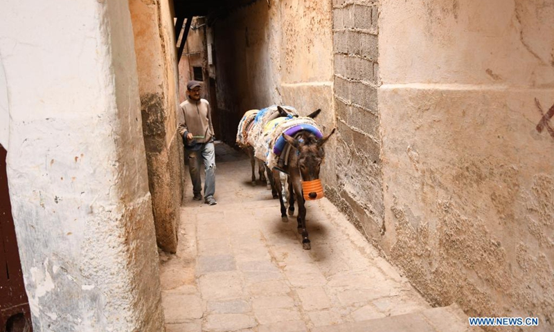 Donkeys are seen in the old city of Fez, Morocco, May 31, 2021. Donkeys and mule are still used to transport goods in the old city of Fez, where narrow alleys prevent vehicles from passing.(Photo: Xinhua)