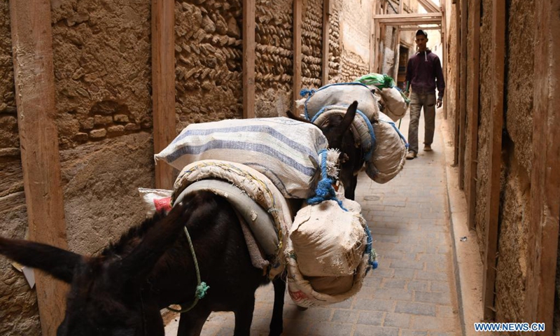 Donkeys transport goods in the old city of Fez, Morocco, May 31, 2021. Donkeys and mule are still used to transport goods in the old city of Fez, where narrow alleys prevent vehicles from passing.(Photo: Xinhua)