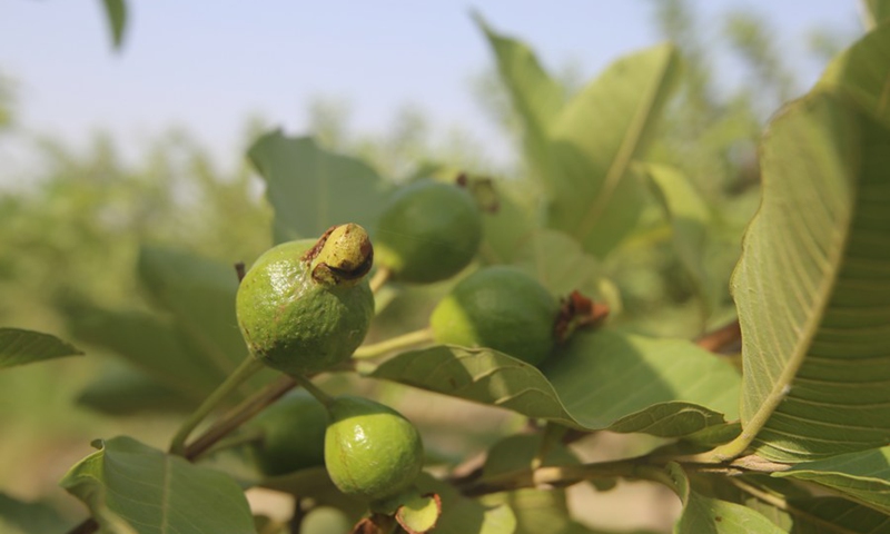 Guavas are seen in Sahiwal power plant in Punjab Province, Pakistan, May 28, 2021.(Photo: Xinhua)