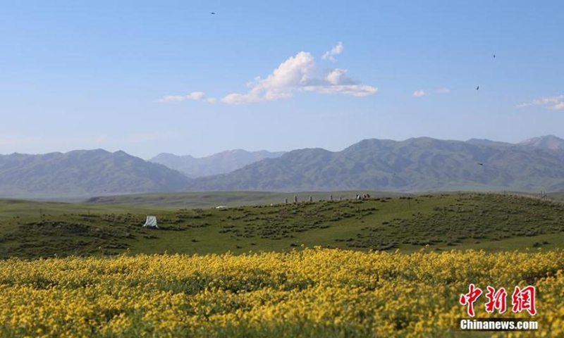 A variety of wild flowers such as baby's breath and dandelion compete to bloom on the Zhaosu prairie in Xinjiang Uygur Autonomous Region in early summer. This sea of flowers has attracted lots of tourists from across China. (Photo: China News Service/Li Wenwu)
