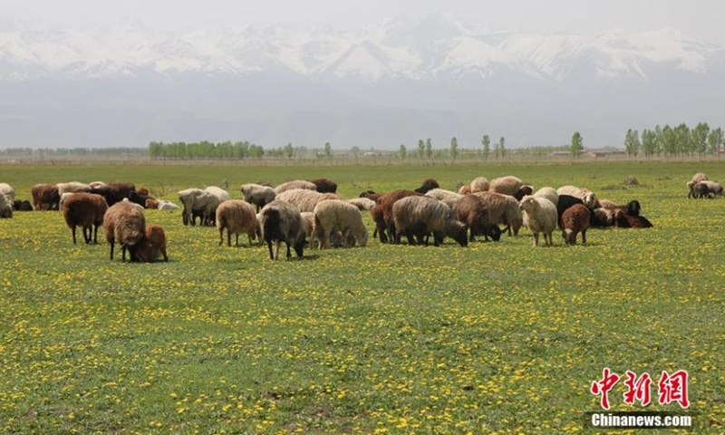 A variety of wild flowers such as baby's breath and dandelion compete to bloom on the Zhaosu prairie in Xinjiang Uygur Autonomous Region in early summer. This sea of flowers has attracted lots of tourists from across China. (Photo: China News Service/Li Wenwu)
