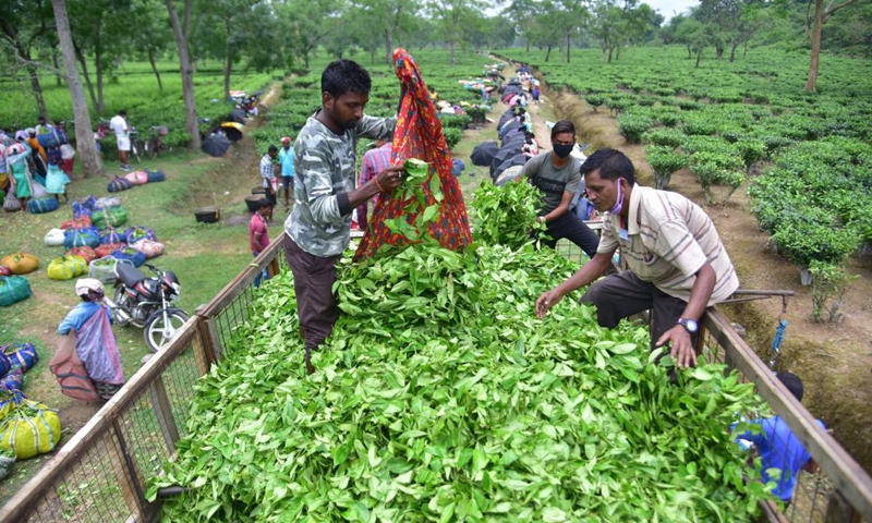 Workers load freshly plucked tea leaves to a carrier at a tea garden in Nagaon district of India's northeastern state of Assam, June 1, 2021. (Str/Xinhua)