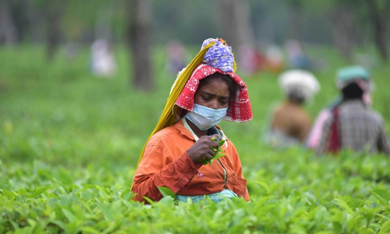 Workers pluck tea leaves at a tea garden in Nagaon district of India's northeastern state of Assam, June 1, 2021. (Str/Xinhua)