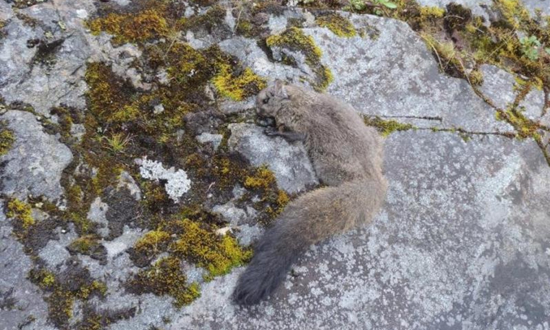 Two new species of woolly flying squirrels (Eupetaurus cinereus) have been found in Southwest China’s Yunnan Province and Tibet Autonomous Region.
