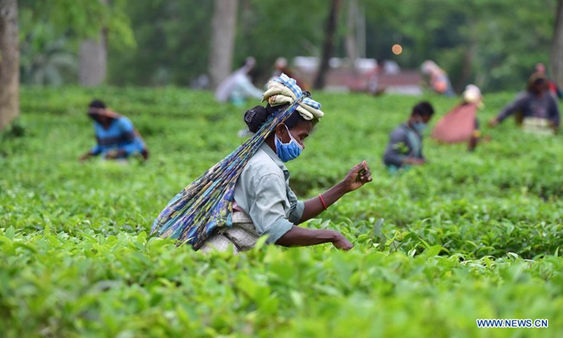 Workers pluck tea leaves at a tea garden in Nagaon district of India's northeastern state of Assam, June 1, 2021. (Str/Xinhua)