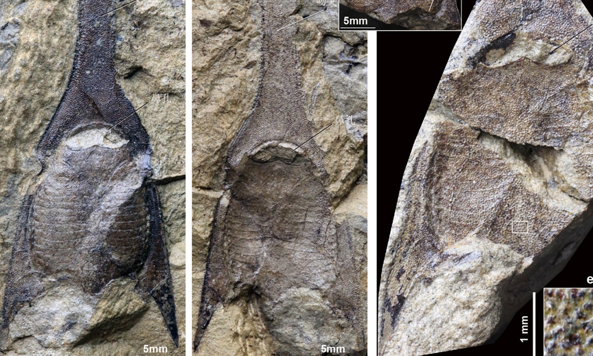 Fossil discovered in Qujing Photo: Sina Weibo 