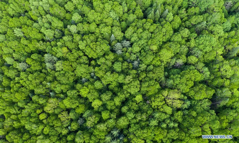 Aerial photo taken on June 2, 2021 shows the scenery of a national forest park in Yichun, northeast China's Heilongjiang Province. (Xinhua/Xie Jianfei)
