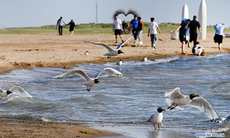 Relict gulls (larus relictus) are seen at the Hongjiannao Wetland Reserve in Shenmu, northwest China's Shaanxi Province, June 3, 2021.Photo:Xinhua