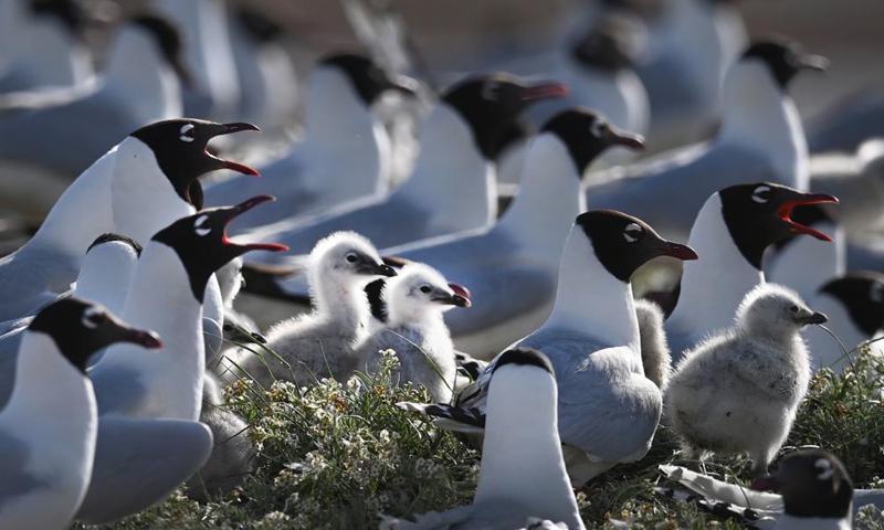 Relict gulls (larus relictus) are seen at the Hongjiannao Wetland Reserve in Shenmu, northwest China's Shaanxi Province, June 3, 2021.Photo:Xinhua