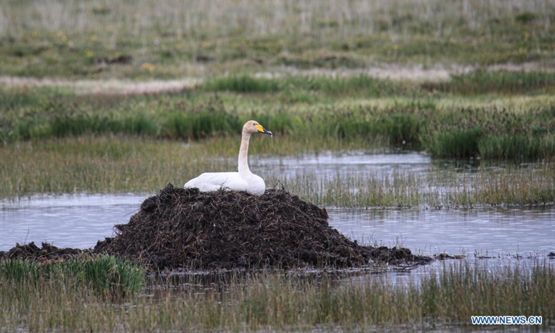 A whooper swan is seen in Gahai Lake wetland in Luqu County of the Tibetan Autonomous Prefecture of Gannan, northwest China's Gansu Province, June 2, 2021. Gahai Lake wetland on the Qinghai-Tibet Plateau has become home for some endangered migrant bird species over the years thanks to its improving ecological environment.Photo:Xinhua