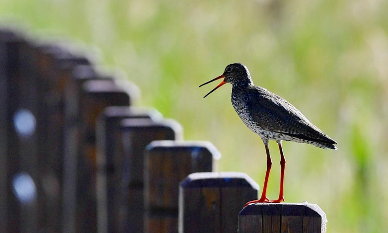 A redshank rests at Lhalu wetland in Lhasa, southwest China's Tibet Autonomous Region, June 2, 2021.  Photo: Xinhua