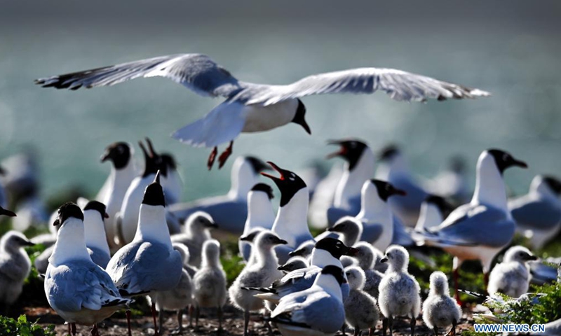 Relict gulls (larus relictus) are seen at the Hongjiannao Wetland Reserve in Shenmu, northwest China's Shaanxi Province, June 3, 2021.Photo:Xinhua