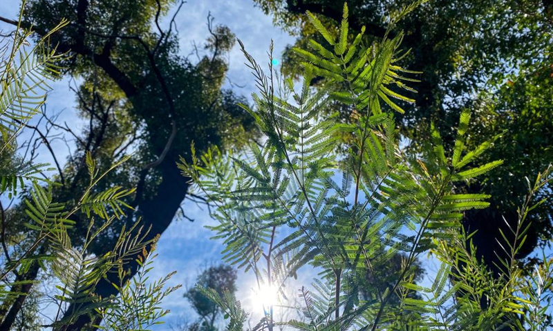 Photo taken on June 1, 2021 shows regenerating bushes in the wake of wildfires at Blue Mountain, New South Wales, Australia.Photo:Xinhua