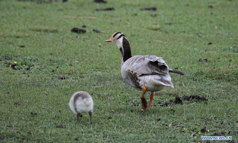 Bar-headed geese are seen in Gahai Lake wetland in Luqu County of the Tibetan Autonomous Prefecture of Gannan, northwest China's Gansu Province, June 2, 2021. Gahai Lake wetland on the Qinghai-Tibet Plateau has become home for some endangered migrant bird species over the years thanks to its improving ecological environment.Photo:Xinhua
