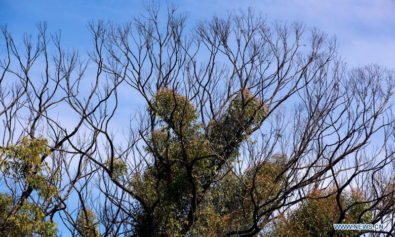 Photo taken on June 1, 2021 shows regenerating bushes in the wake of wildfires at Blue Mountain, New South Wales, Australia.Photo:Xinhua