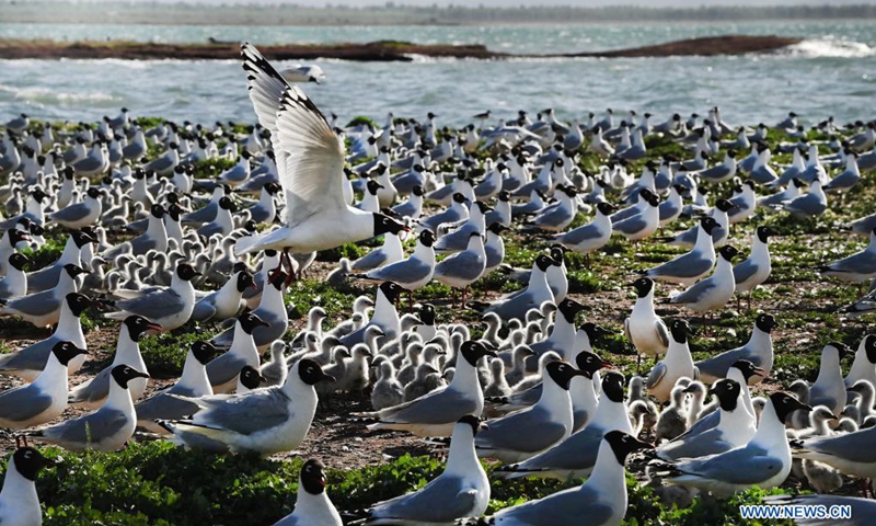 Relict gulls (larus relictus) are seen at the Hongjiannao Wetland Reserve in Shenmu, northwest China's Shaanxi Province, June 3, 2021.Photo:Xinhua