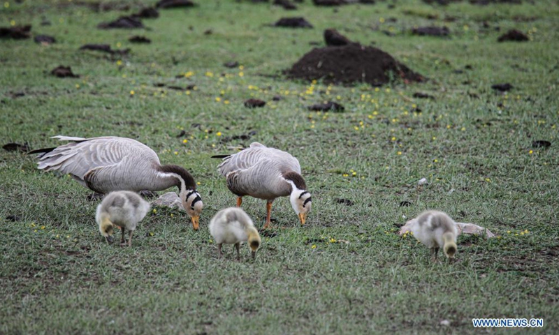 Bar-headed geese are seen in Gahai Lake wetland in Luqu County of the Tibetan Autonomous Prefecture of Gannan, northwest China's Gansu Province, June 2, 2021. Gahai Lake wetland on the Qinghai-Tibet Plateau has become home for some endangered migrant bird species over the years thanks to its improving ecological environment.Photo:Xinhua