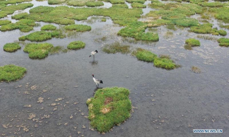 Aerial photo shows black-headed cranes in Gahai Lake wetland in Luqu County of the Tibetan Autonomous Prefecture of Gannan, northwest China's Gansu Province, June 2, 2021. Gahai Lake wetland on the Qinghai-Tibet Plateau has become home for some endangered migrant bird species over the years thanks to its improving ecological environment.Photo:Xinhua