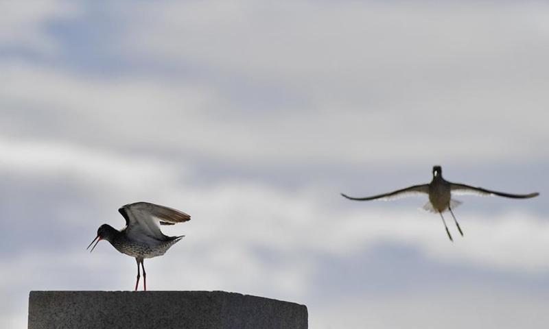 Redshanks are seen at Lhalu wetland in Lhasa, southwest China's Tibet Autonomous Region, June 2, 2021.  Photo: Xinhua