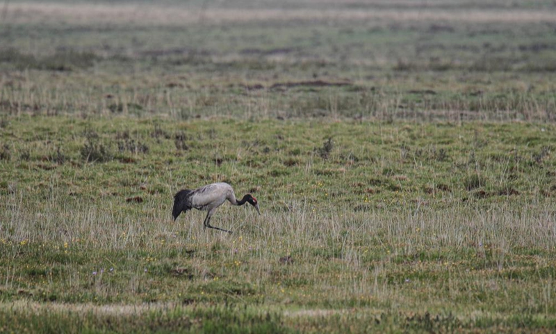 A black-necked crane is seen in Gahai Lake wetland in Luqu County of the Tibetan Autonomous Prefecture of Gannan, northwest China's Gansu Province, June 2, 2021. Gahai Lake wetland on the Qinghai-Tibet Plateau has become home for some endangered migrant bird species over the years thanks to its improving ecological environment.Photo:Xinhua