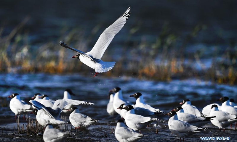 Relict gulls (larus relictus) are seen at the Hongjiannao Wetland Reserve in Shenmu, northwest China's Shaanxi Province, June 3, 2021.Photo:Xinhua