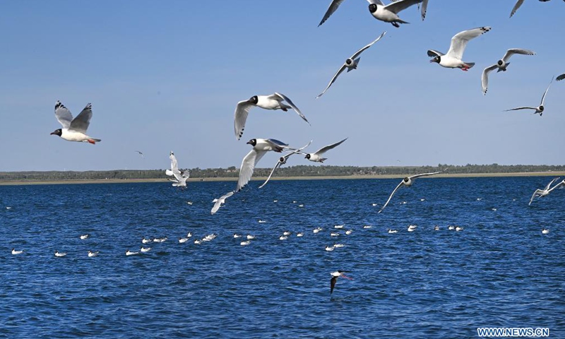 Relict gulls (larus relictus) are seen at the Hongjiannao Wetland Reserve in Shenmu, northwest China's Shaanxi Province, June 3, 2021.Photo:Xinhua