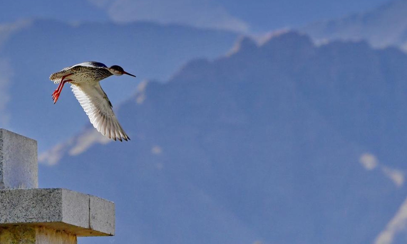A redshank flies at Lhalu wetland in Lhasa, southwest China's Tibet Autonomous Region, June 2, 2021.   Photo: Xinhua