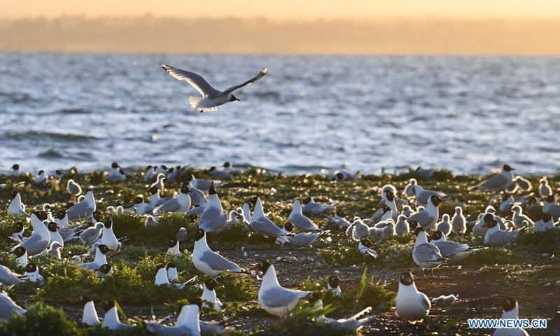 Relict gulls (larus relictus) are seen at the Hongjiannao Wetland Reserve in Shenmu, northwest China's Shaanxi Province, June 3, 2021.Photo:Xinhua