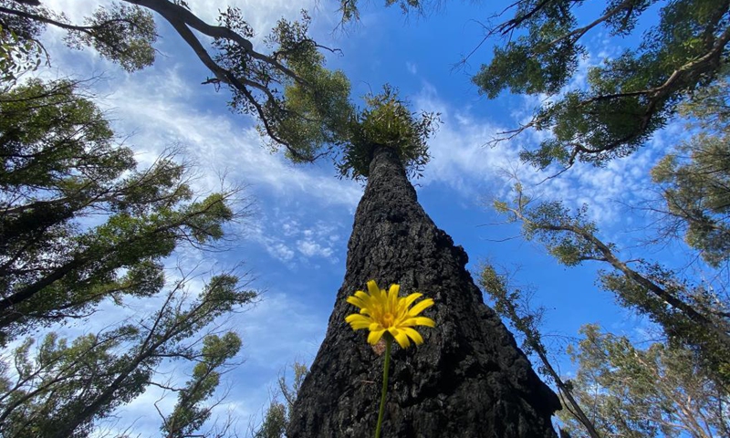 Photo taken on June 1, 2021 shows regenerating bushes in the wake of wildfires at Blue Mountain, New South Wales, Australia.Photo:Xinhua