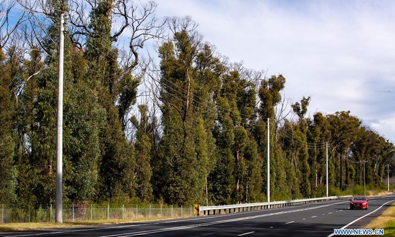 Photo taken on June 1, 2021 shows regenerating bushes in the wake of wildfires at Blue Mountain, New South Wales, Australia.Photo:Xinhua