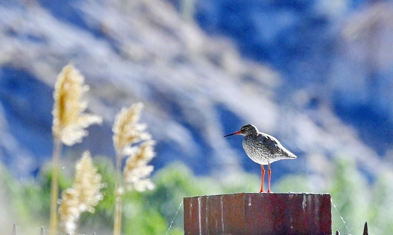 A redshank rests at Lhalu wetland in Lhasa, southwest China's Tibet Autonomous Region, June 2, 2021.  Photo: Xinhua