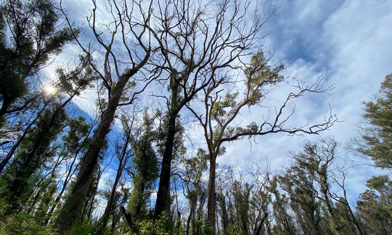 Photo taken on June 1, 2021 shows regenerating bushes in the wake of wildfires at Blue Mountain, New South Wales, Australia.Photo:Xinhua