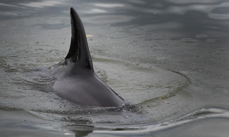 A dolphin swims in the Longzhu Bay in Haikou, capital of south China's Hainan Province, June 4, 2021. An injured dolphin found in a bay in Haikou was rescued on Friday and sent to a professional wildlife center. The dolphin seemed to be trapped in the Longzhu Bay and would not leave.Photo:Xinhua
