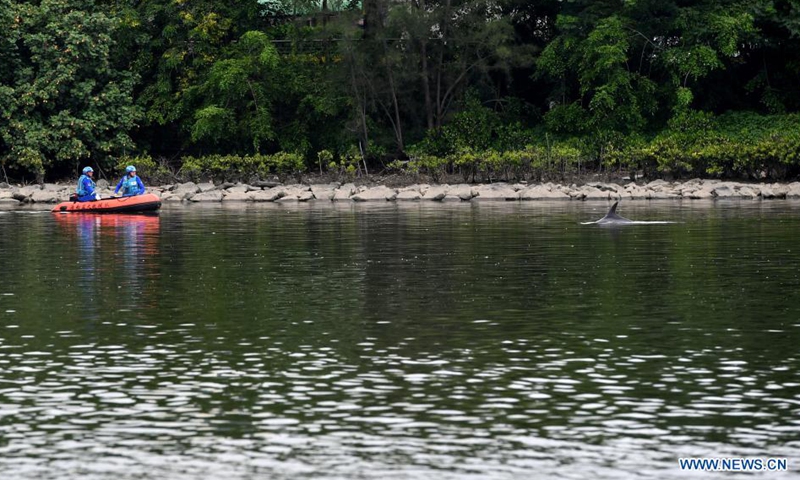 Rescuers try to guide a dolphin back to the sea in the Longzhu Bay in Haikou, capital of south China's Hainan Province, June 4, 2021. An injured dolphin found in a bay in Haikou was rescued on Friday and sent to a professional wildlife center. The dolphin seemed to be trapped in the Longzhu Bay and would not leave.Photo:Xinhua