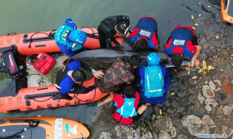 Aerial photo shows rescuers carrying an injured dolphin ashore in Haikou, capital of south China's Hainan Province, June 4, 2021. An injured dolphin found in a bay in Haikou was rescued on Friday and sent to a professional wildlife center. The dolphin seemed to be trapped in the Longzhu Bay and would not leave.Photo:Xinhua