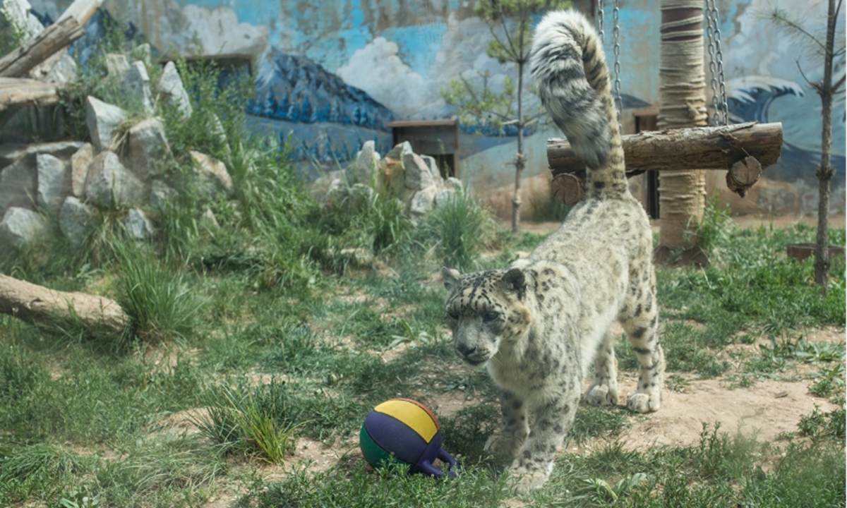 Dabao, a snow leopard rescued by Qinghai Wildlife Breeding and Rescue Center Photo: Shan Jie/GT