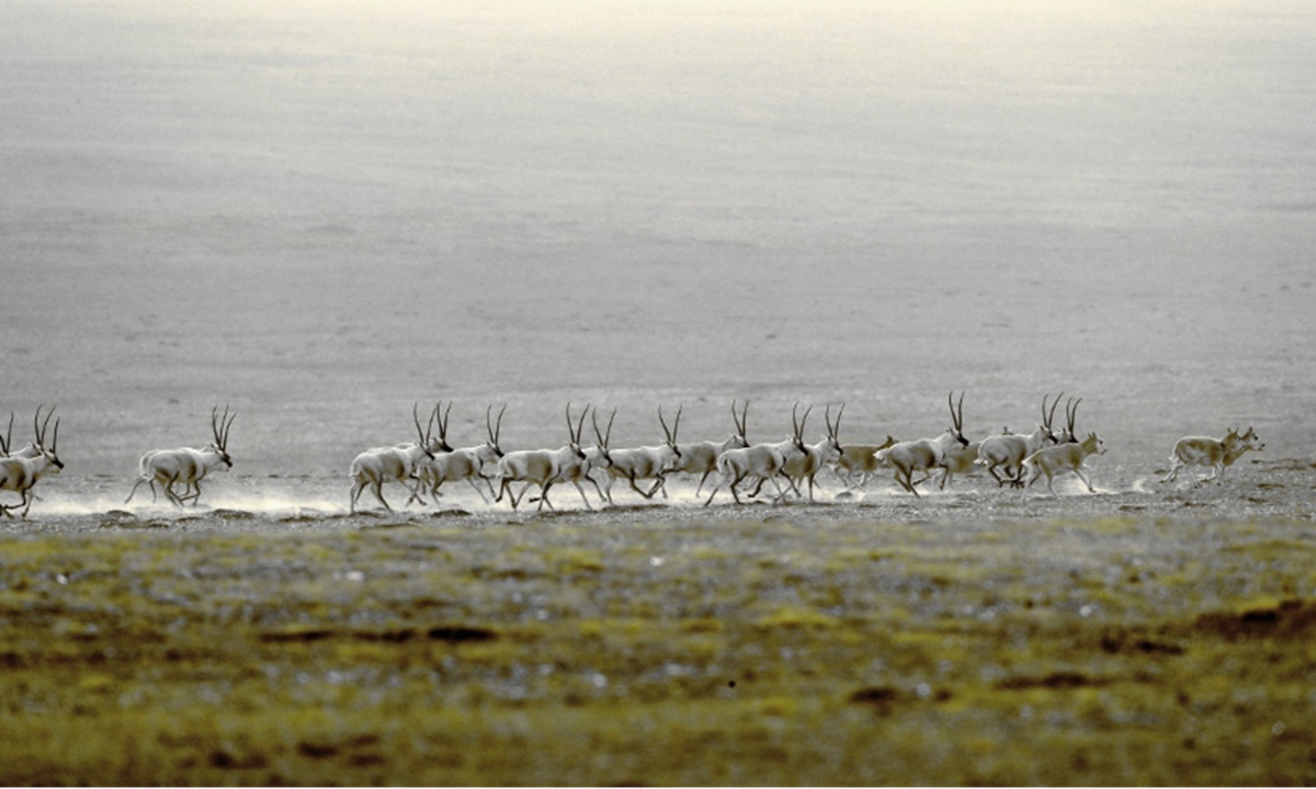 Tibetan antelopes spotted in Qinghai Photo: Courtesy of Ge Yuxiu
