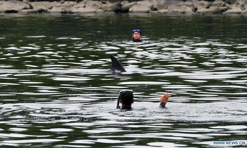 Rescuers try to guide a dolphin back to the sea in the Longzhu Bay in Haikou, capital of south China's Hainan Province, June 4, 2021. An injured dolphin found in a bay in Haikou was rescued on Friday and sent to a professional wildlife center. The dolphin seemed to be trapped in the Longzhu Bay and would not leave.Photo:Xinhua