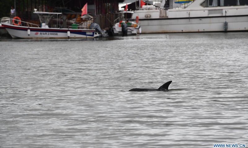 A dolphin swims in the Longzhu Bay in Haikou, capital of south China's Hainan Province, June 4, 2021. An injured dolphin found in a bay in Haikou was rescued on Friday and sent to a professional wildlife center. The dolphin seemed to be trapped in the Longzhu Bay and would not leave.Photo:Xinhua