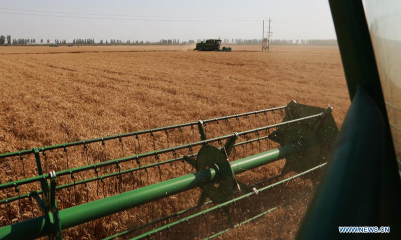 Farmers operate harvesters in a wheat field in Zhoukou, central China's Henan Province, June 6, 2021. Farmers have been busy with summer harvesting activities in Henan Province, a major wheat producing area. (Xinhua/Li Jianan)