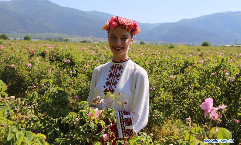 A woman poses with picked roses during the rose picking rituals in Kazanlak, Bulgaria, on June 6, 2021. The culmination of the 2021 Rose Festival was witnessed in Kazanlak this weekend. Kazanlak was known for its Rose Festival, which has been organized annually since 1903. The festival celebrates local residents' deep connection to the Rosa Damascena -- the Bulgarian oil-bearing rose -- for centuries.(Photo: Xinhua)