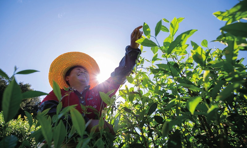 A woman picks tea leaves at a cooperative specializing in local tea in Fenggang county, Southwest China's&nbsp;Guizhou Province on Saturday.  The cooperative is rushing to finish and deliver orders for 3,000 kilograms of tea leaves from the US. Photo: cnsphoto