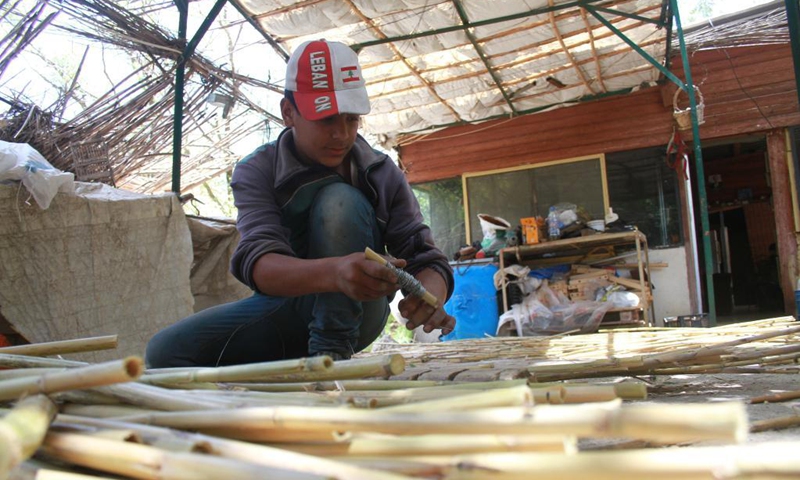 A man prepares reeds to make handicrafts in the district of Koura, northern Lebanon, on June 5, 2021. The district of Koura is famous for its handicrafts made of reeds.(Photo: Xinhua)