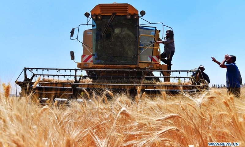 Syrian farmers harvest wheat in the countryside of Damasus, Syria on June 6, 2021(Photo: Xinhua)