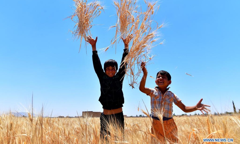 Syrian boys harvest wheat in the countryside of Damasus, Syria on June 6, 2021.(Photo: Xinhua)
