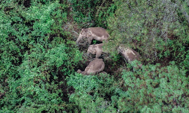 Aerial photo taken on June 5, 2021 shows wild Asian elephants in Jinning District of Kunming, southwest China's Yunnan Province. Photo: Xinhua 