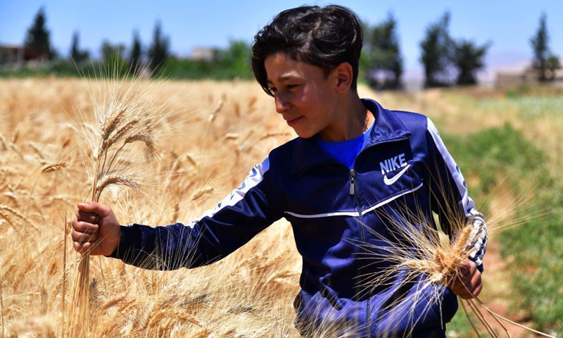 A Syrian boy harvests wheat in the countryside of Damasus, Syria on June 6, 2021.(Photo: Xinhua)