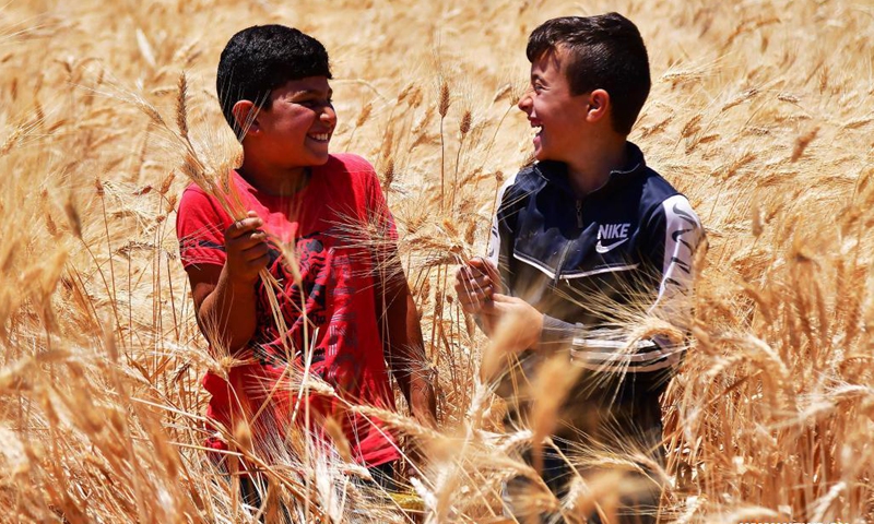 Syrian boys harvest wheat in the countryside of Damasus, Syria on June 6, 2021.(Photo: Xinhua)