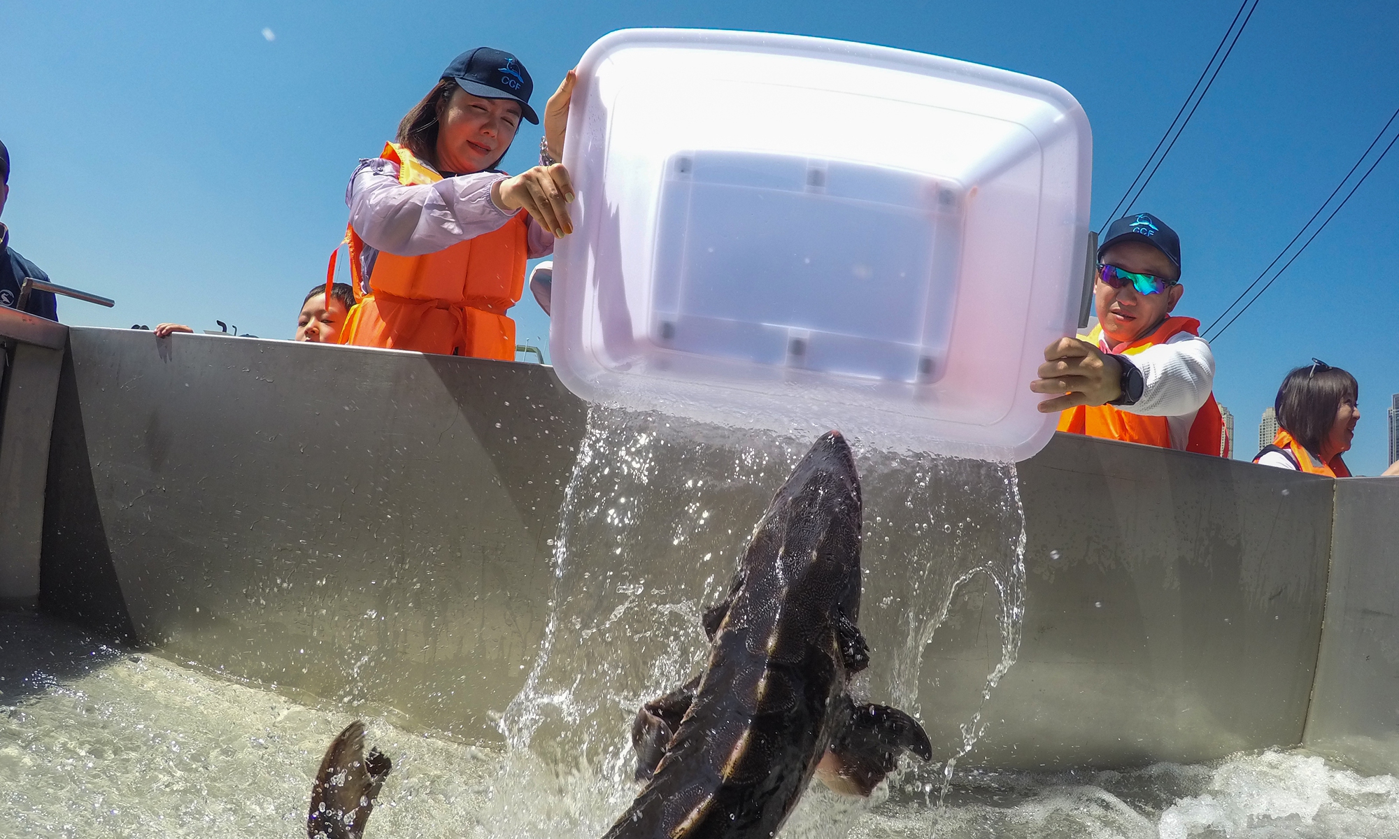 and indigenous fish fry into the yangtze river in wuhan, hubei